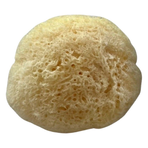 ROYAL LANGNICKEL Sea Sponge Natural Fine 1.5 - 2 inch